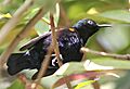Purple Sunbird- Breeding Male- See the orange arm pit- I IMG 7808