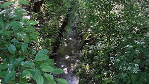 Pyl Brook Local Nature Reserve 2