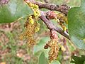 Quercus 20180406 100657