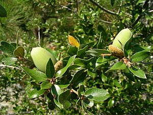 Quercus chrysolepis acorns.jpg