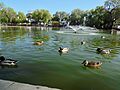 Rancho duck pond