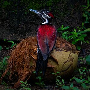 Red-backed Flameback female in Sri Lanka .jpg