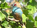 Red-cheeked Cordon-bleu 2