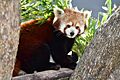 Red Panda 2019 Wayne Smith (4)