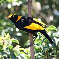 Regentbowerbirdmale