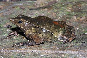 Rhinella dapsilis.jpg