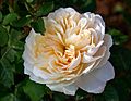 Rosa 'Crocus Rose' 2022 9