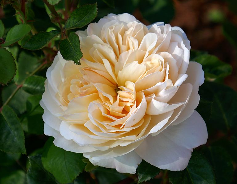 Rosa 'Crocus Rose' 2022 9