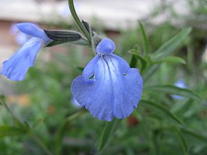 Salvia azurea1.jpg