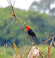 Scarlet-headed Blackbird (Amblyramphus holosericeus) (28849092122)