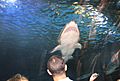 Shark at Newport Aquarium
