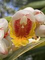 Shell ginger Alpinia zerumbet