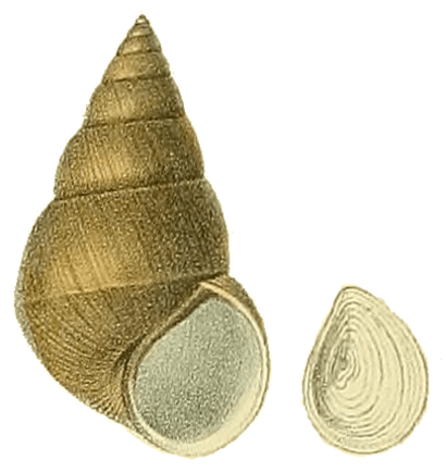 Sinotaia aeruginosa shell