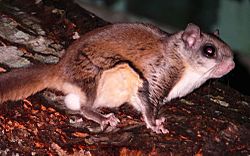 Southern Flying Squirrel-27527-1