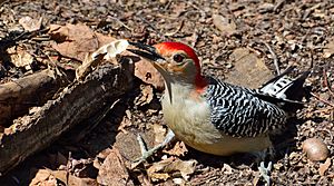 Spinus-red-bellied-woodpecker-2015-04-n030812-w