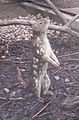 Spotted-tail Quoll standing-on-hind-legs