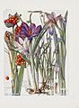 Spring Crocus, Iris