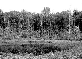 Spruce Hole Bog-very large photo.jpeg