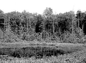 Spruce Hole Bog-very large photo