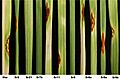 Stem rust on differential lines wheat