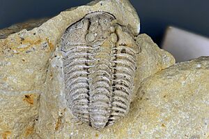Sthenarocalymene celebra - Arthropoda, Trilobita, Polymerida, Calymenidae - Silurian - Ohio, USA