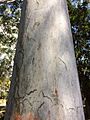 Sydney Blue Gum (E.saligna) - trunk bark
