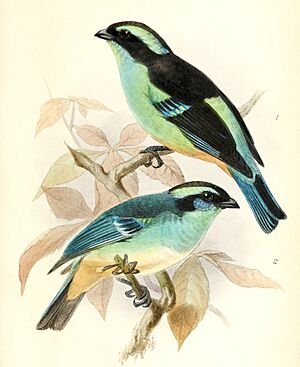 Tangara cyanotis melanotis & Tangara cyanotis cyanotis 1876