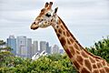 Taronga Zoo 28 December 2010 19 (5303122482)