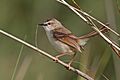 Tawny-flanked prinia (Prinia subflava bechuanae)