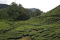 Tea plantations 2, Pahang, Malaysia