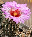 Thelo bic schwarzii