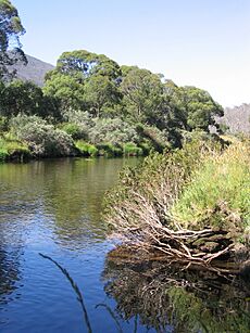 Thredbo-River Crackenback