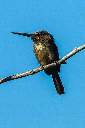 Three-toed Jacamar - Brazil S4E1094.jpg