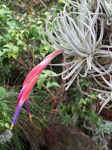 Tillandsia andrieuxii (TS) 2-00993