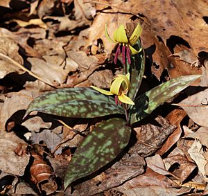 Trout lily pair square.jpg