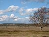 Tuddenham Heath - geograph.org.uk - 30047.jpg