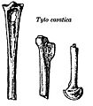 Tyto cavatica