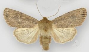 Ufeus satyricus sagittarius male1