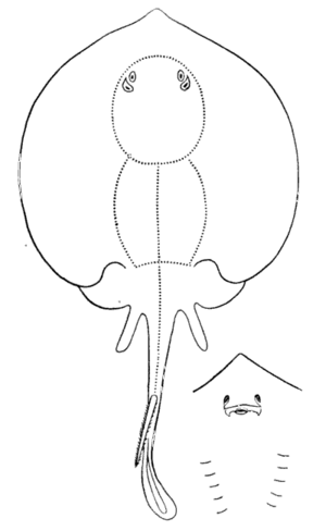 Urolophus halleri by cooper