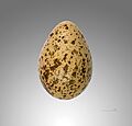 Vanellus gregarius MHNT