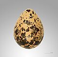 Vanellus vanellus MHNT