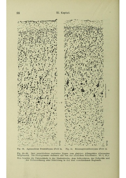 Vergleichende Lokalisationslehre der Grosshirnrinde in ihren Prinzipien dargestellt auf Grund des Zellenbaues.pdf
