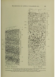 Vergleichende Lokalisationslehre der Grosshirnrinde in ihren Prinzipien dargestellt auf Grund des Zellenbaues.pdf