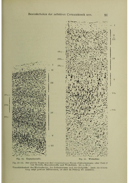 Vergleichende Lokalisationslehre der Grosshirnrinde in ihren Prinzipien dargestellt auf Grund des Zellenbaues.pdf