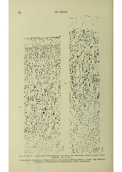 Vergleichende Lokalisationslehre der Grosshirnrinde in ihren Prinzipien dargestellt auf Grund des Zellenbaues.pdf