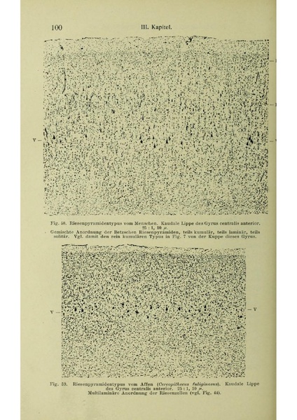 Vergleichende Lokalisationslehre der Grosshirnrinde in ihren Prinzipien dargestellt auf Grund des Zellenbaues.pdf