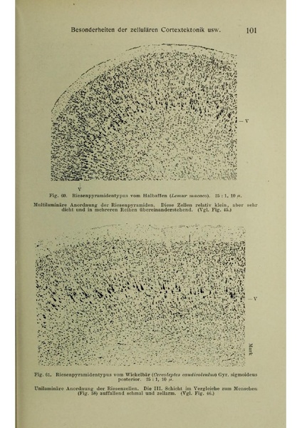 Vergleichende Lokalisationslehre der Grosshirnrinde in ihren Prinzipien dargestellt auf Grund des Zellenbaues.pdf