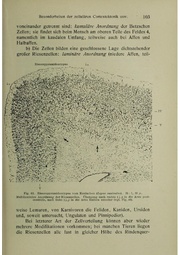 Vergleichende Lokalisationslehre der Grosshirnrinde in ihren Prinzipien dargestellt auf Grund des Zellenbaues.pdf