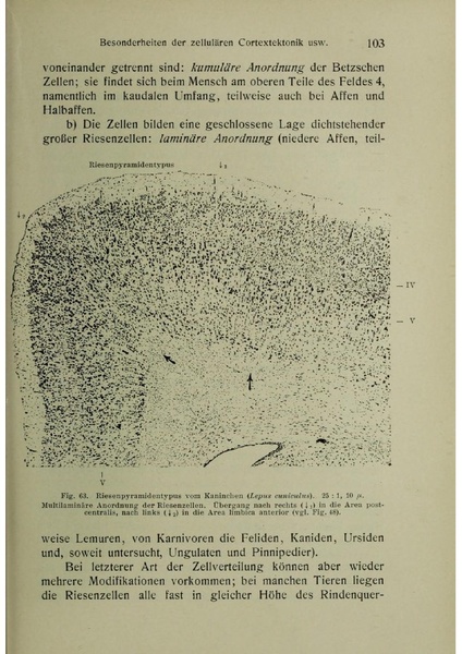 Vergleichende Lokalisationslehre der Grosshirnrinde in ihren Prinzipien dargestellt auf Grund des Zellenbaues.pdf