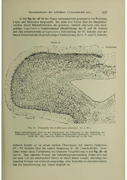 Vergleichende Lokalisationslehre der Grosshirnrinde in ihren Prinzipien dargestellt auf Grund des Zellenbaues.pdf